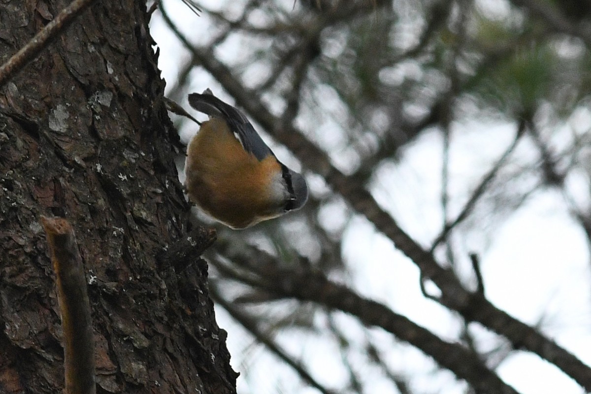Eurasian Nuthatch (Chinese) - ML631479398