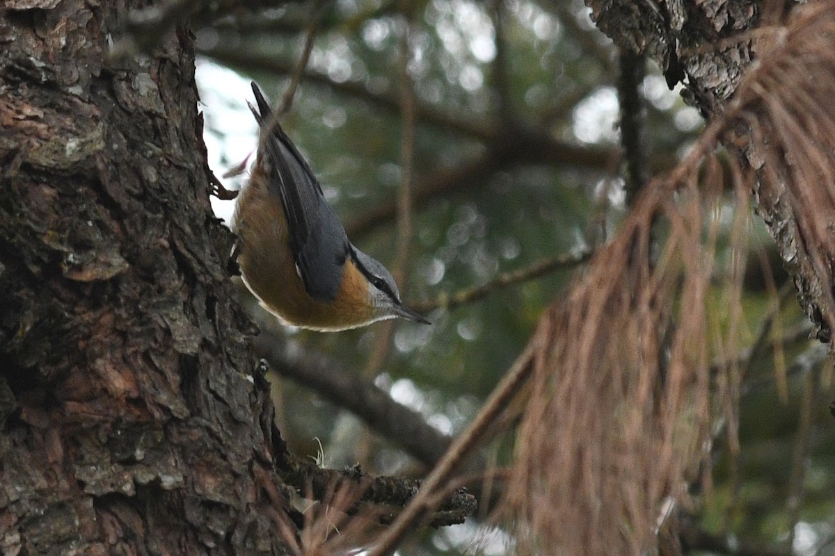 Eurasian Nuthatch (Chinese) - ML631479399