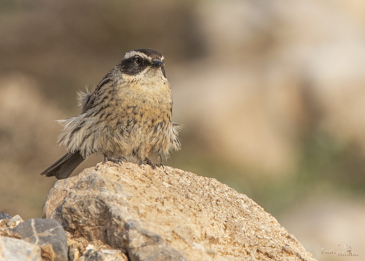 Radde's Accentor - ML631479453