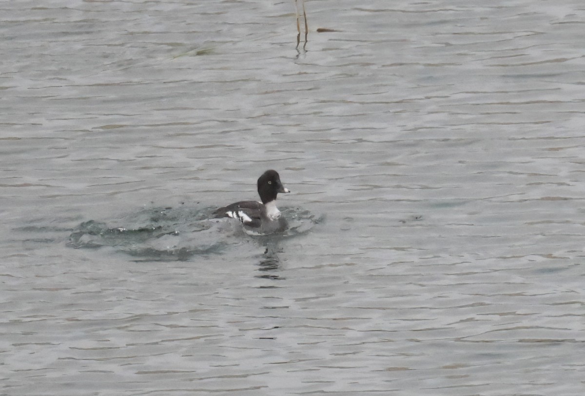 Алаг шунгаач - ML631479469