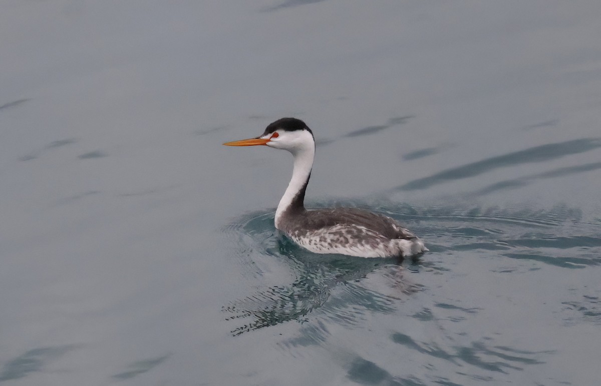 Clark's Grebe - ML631479478