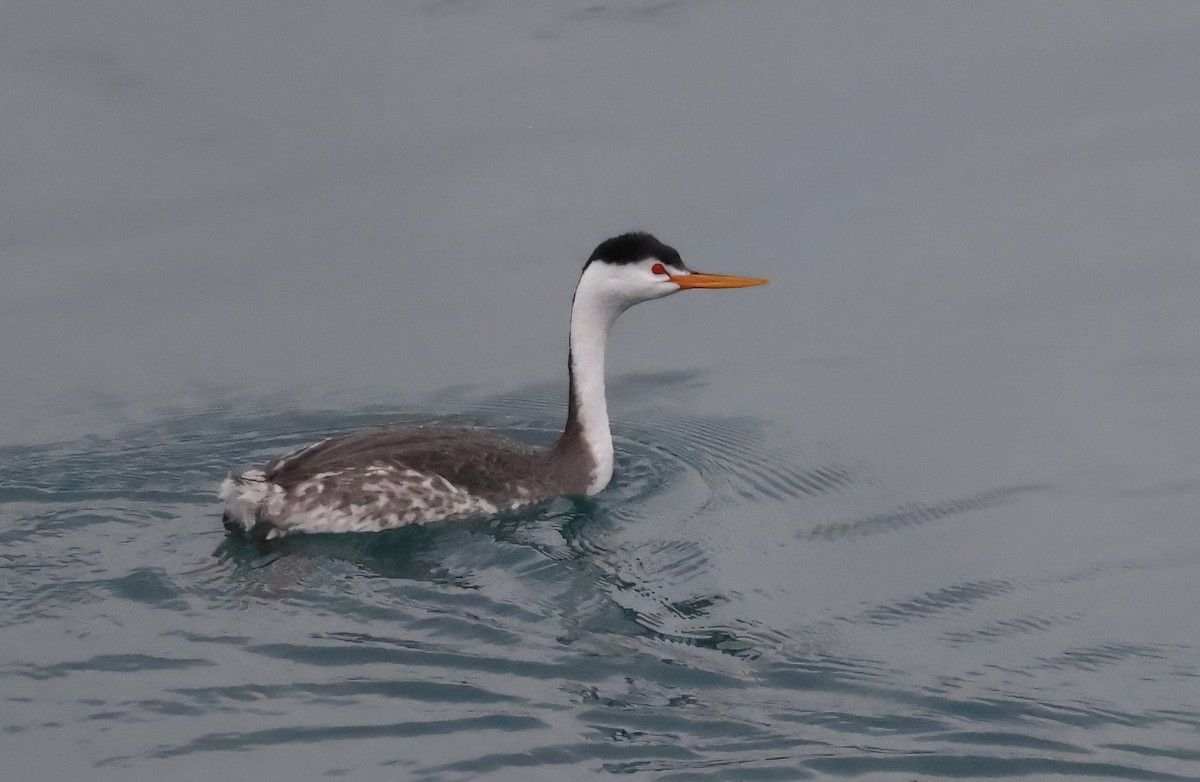Clark's Grebe - ML631479479