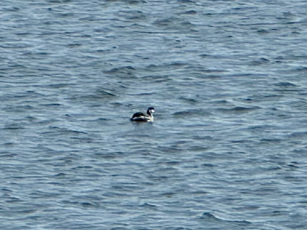 Horned Grebe - ML631479496