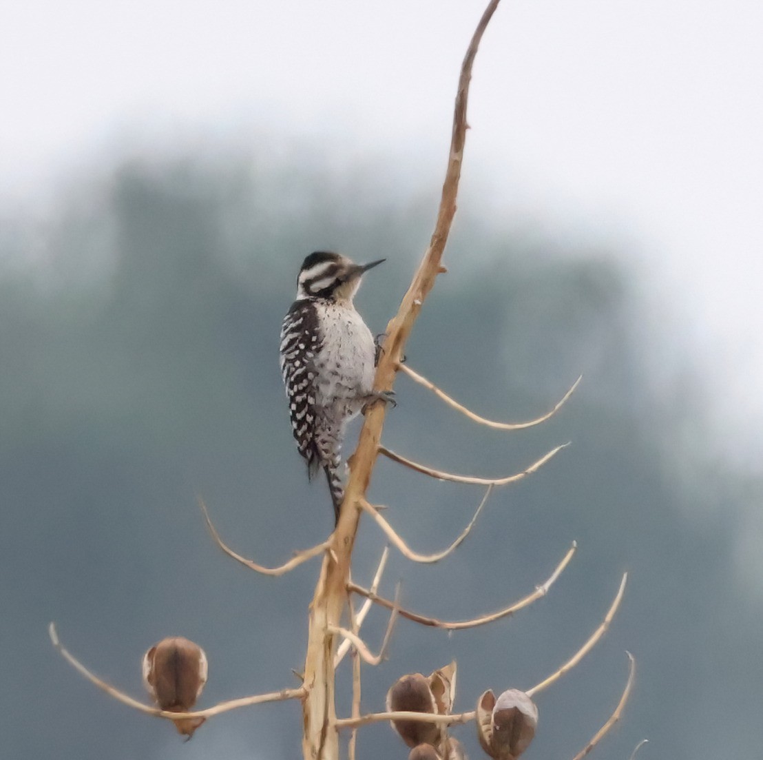 Ladder-backed Woodpecker - ML631479505