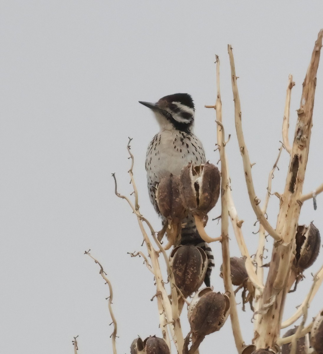 Ladder-backed Woodpecker - ML631479506
