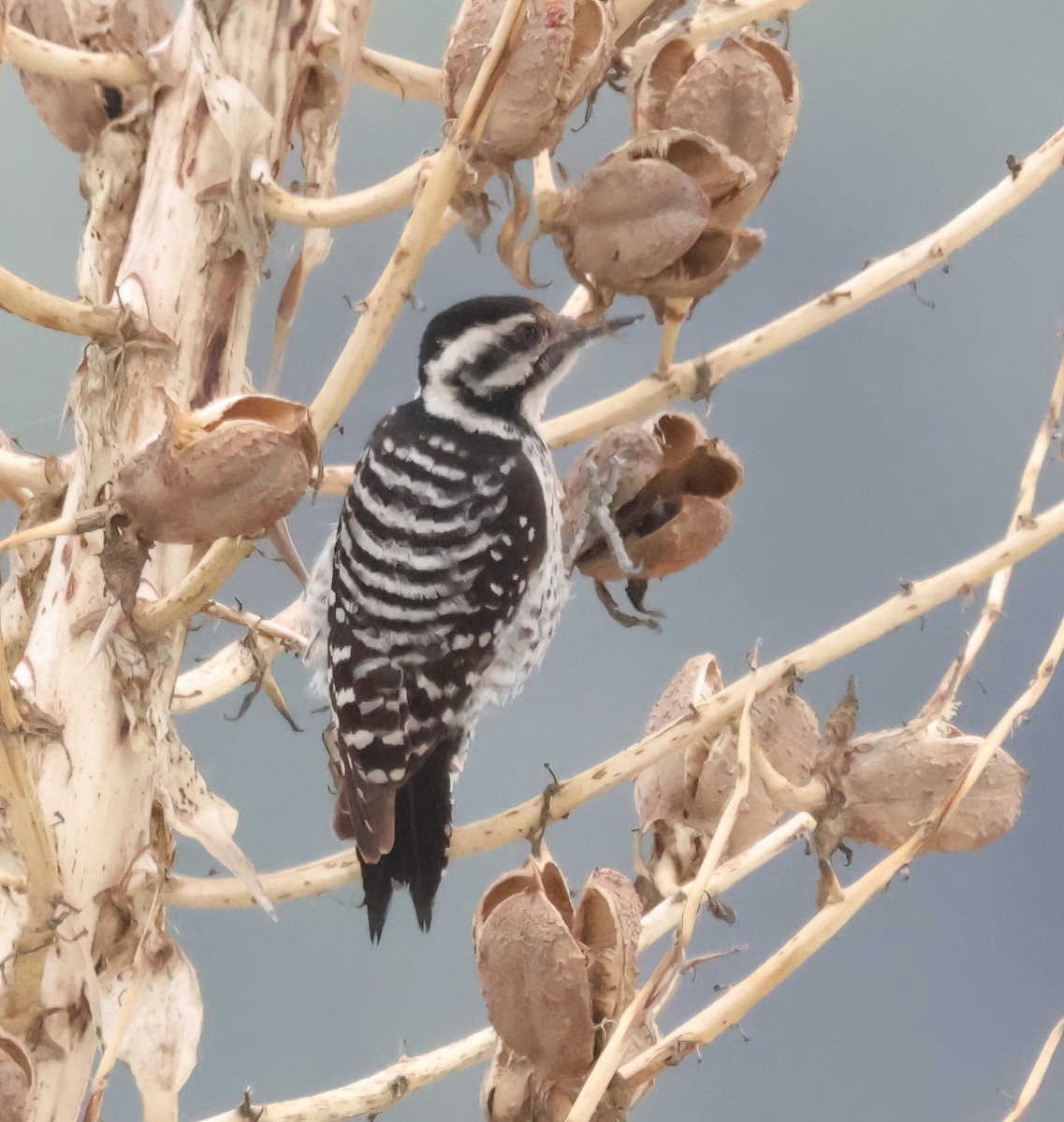 Ladder-backed Woodpecker - ML631479507