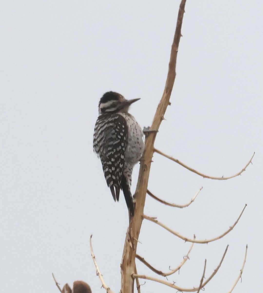 Ladder-backed Woodpecker - ML631479508