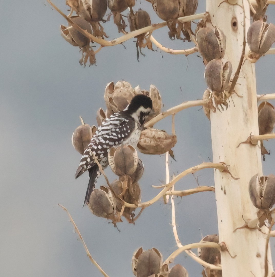 Ladder-backed Woodpecker - ML631479509