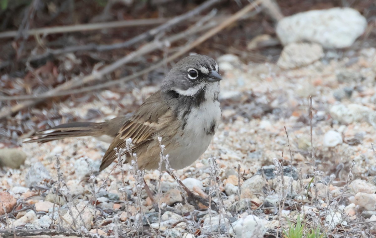 Bell's Sparrow - ML631479528