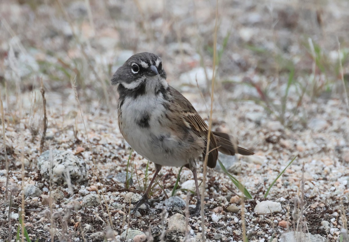 Bell's Sparrow - ML631479529