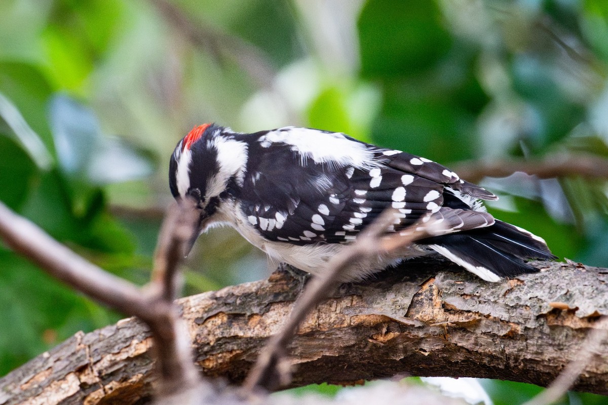 Downy Woodpecker - ML631479563
