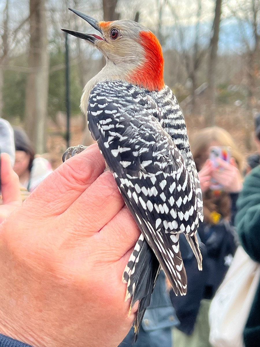 Red-bellied Woodpecker - ML631479646