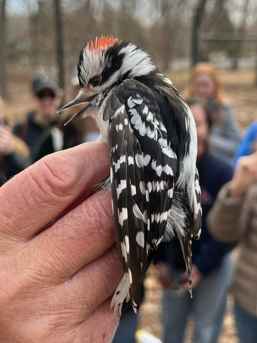 Downy Woodpecker (Eastern) - ML631479648