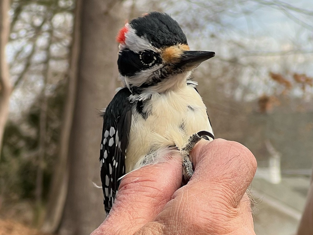 Hairy Woodpecker (Eastern) - ML631479651