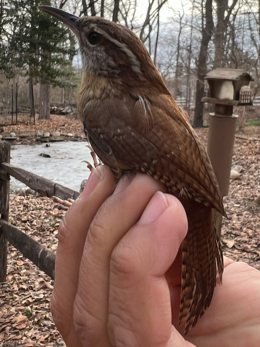 Carolina Wren - ML631479657
