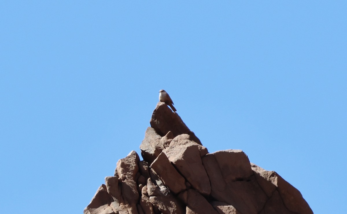 Canyon Wren - ML631479803