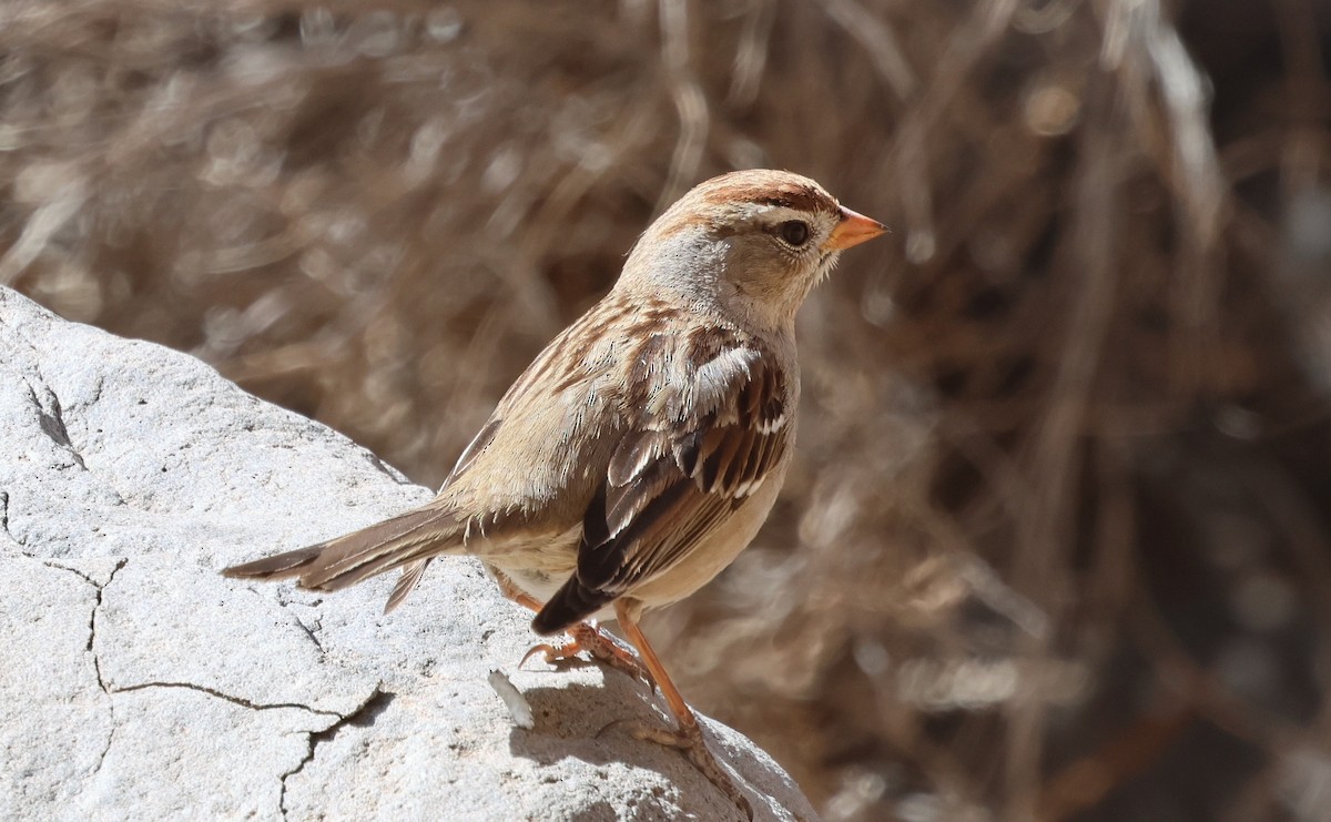 White-crowned Sparrow (Gambel's) - ML631479814