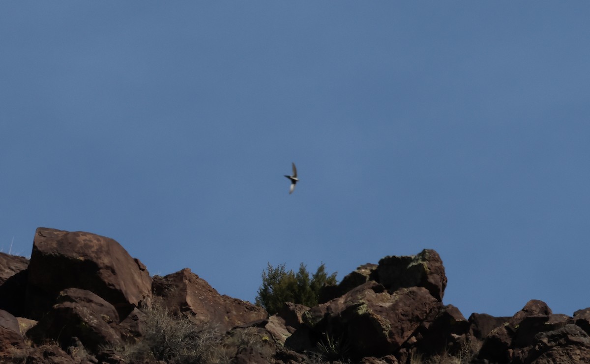 White-throated Swift - ML631479818