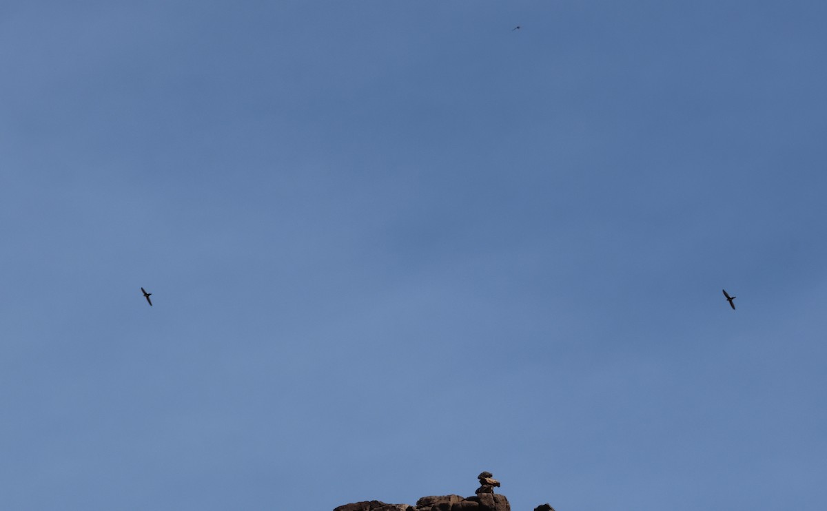 White-throated Swift - ML631479819