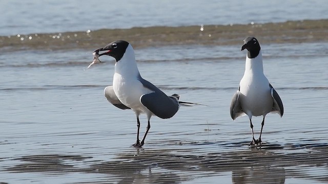 Antxeta mokogorri amerikarra - ML631479837