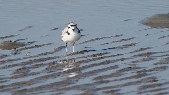 Snowy Plover - ML631479897