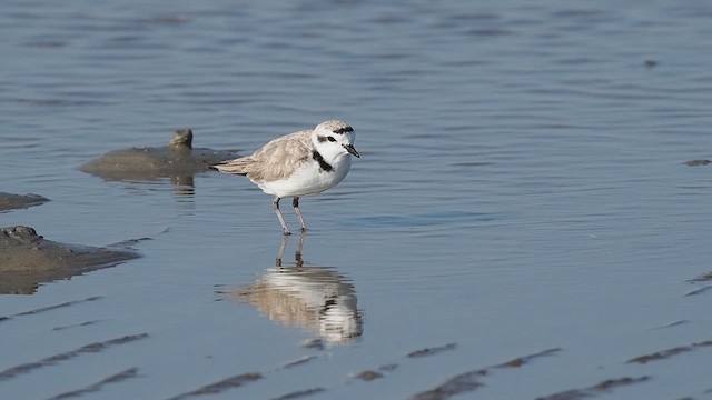 Snowy Plover - ML631479907