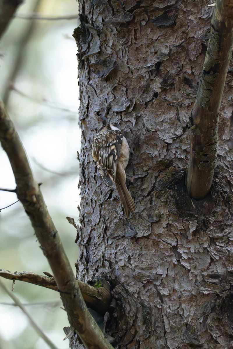 Brown Creeper - ML631479909