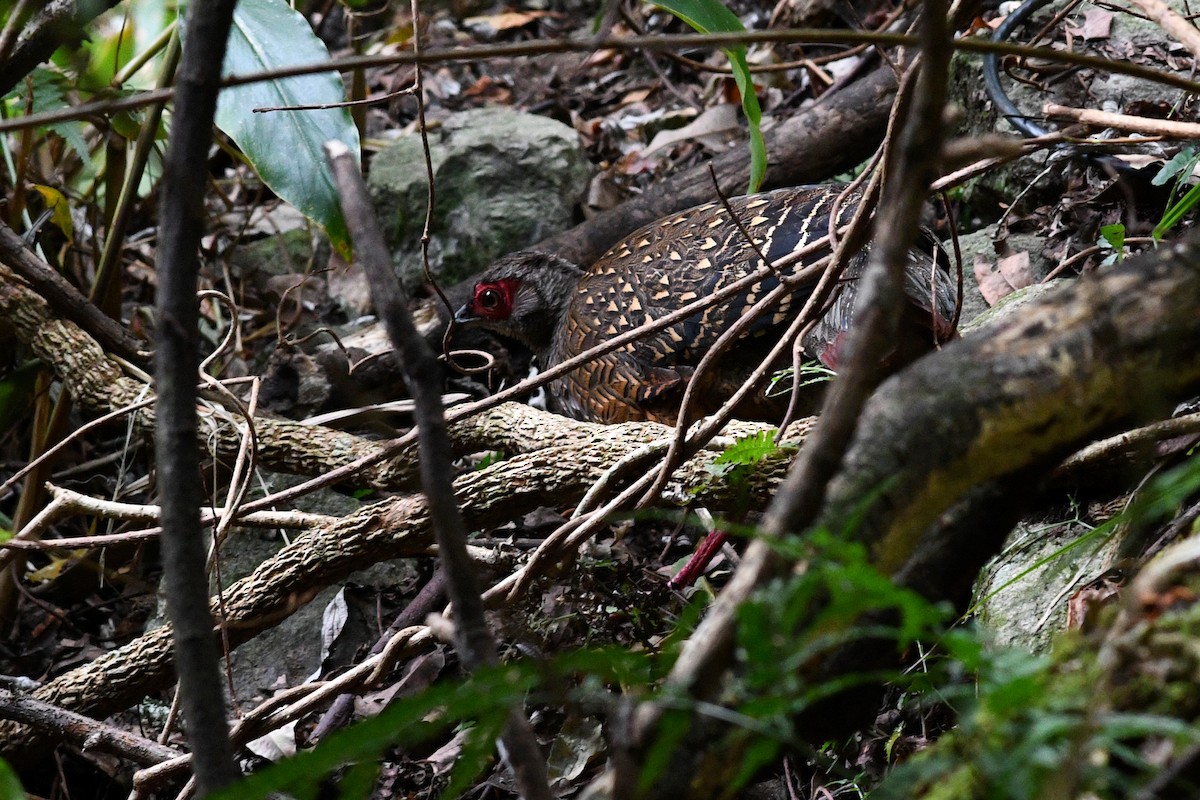 Swinhoe's Pheasant - ML631479933