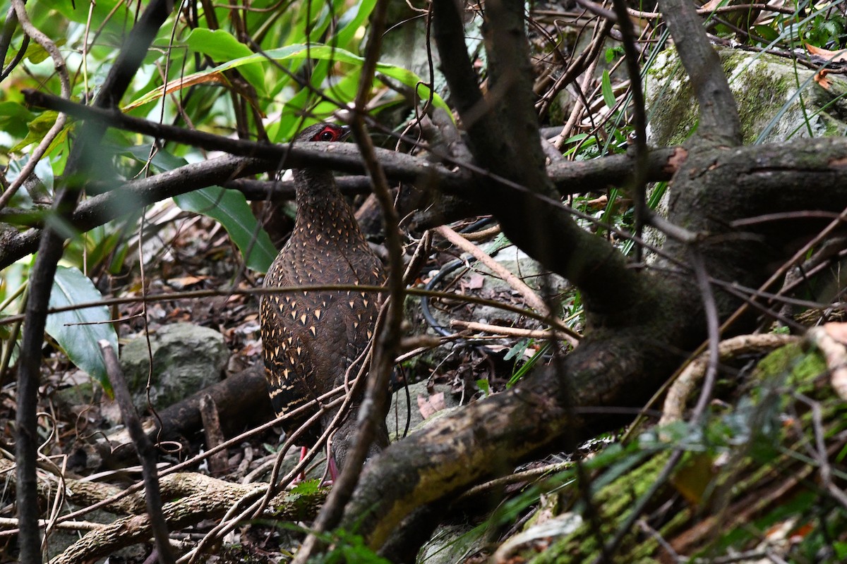 Swinhoe's Pheasant - ML631479934