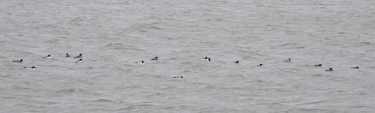 Common Merganser - ML631480002