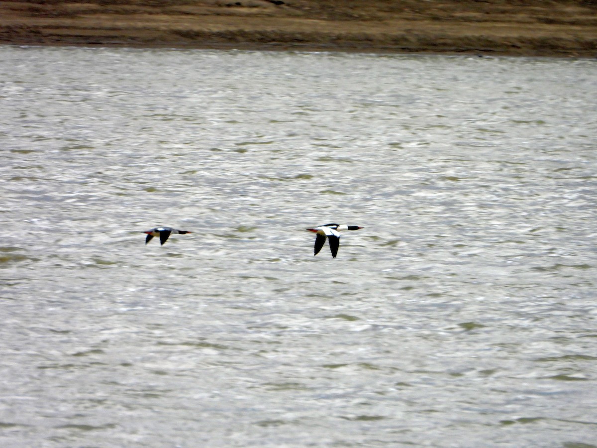Common Merganser - ML631480003