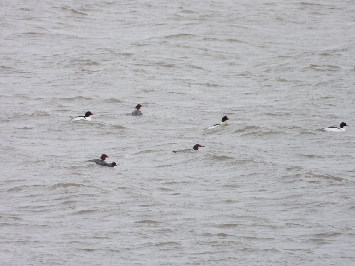 Common Merganser - ML631480004