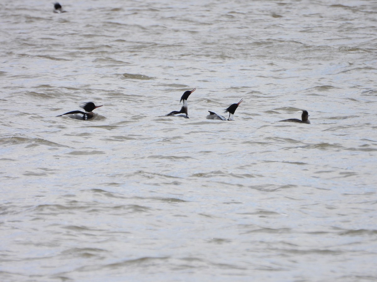 Red-breasted Merganser - ML631480011