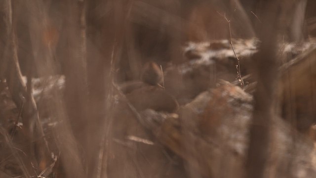 střízlík kanadský - ML631480085