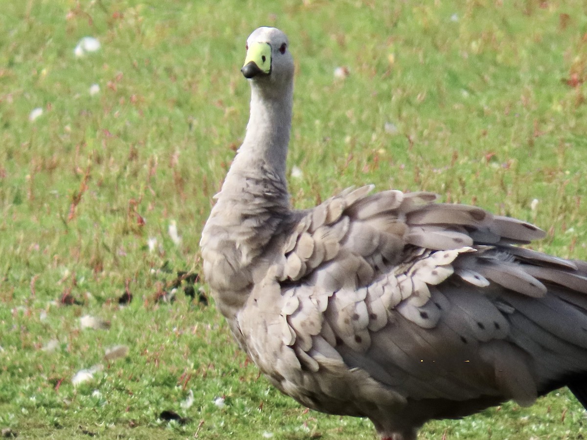 Cape Barren Goose - ML631480165