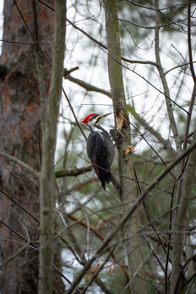 Pileated Woodpecker - ML631480167