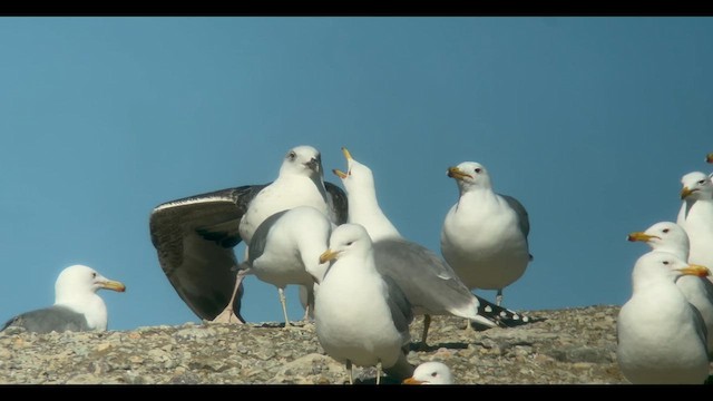 Great Black-backed Gull - ML631480180