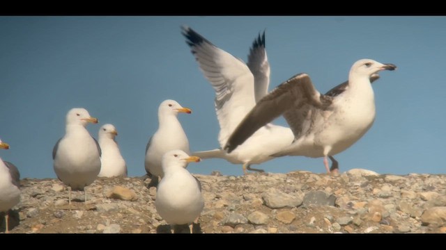 Great Black-backed Gull - ML631480184