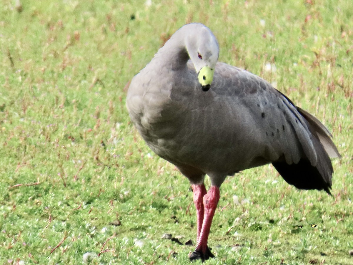 Cape Barren Goose - ML631480186