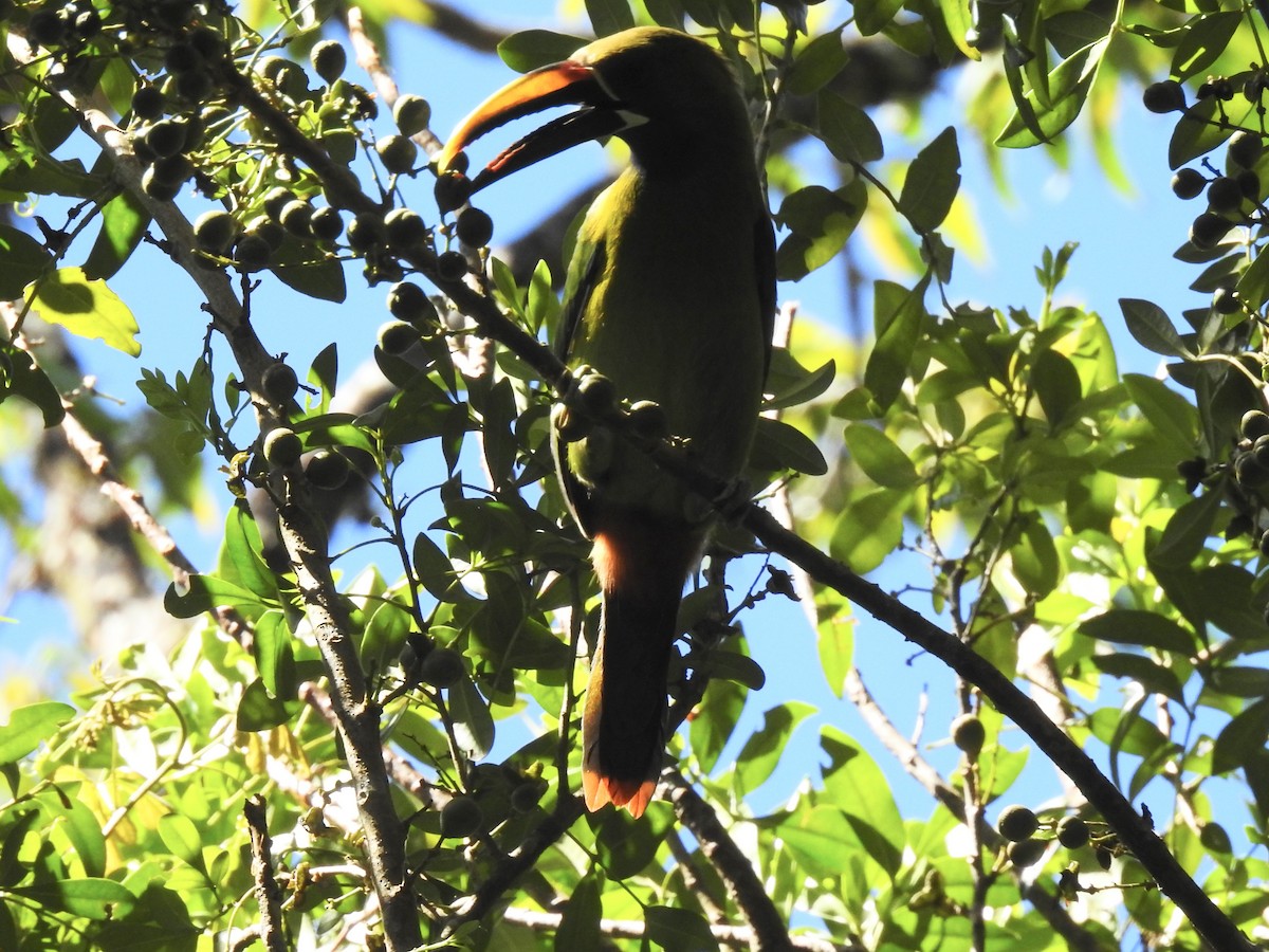 arassari smaragdový - ML631480262