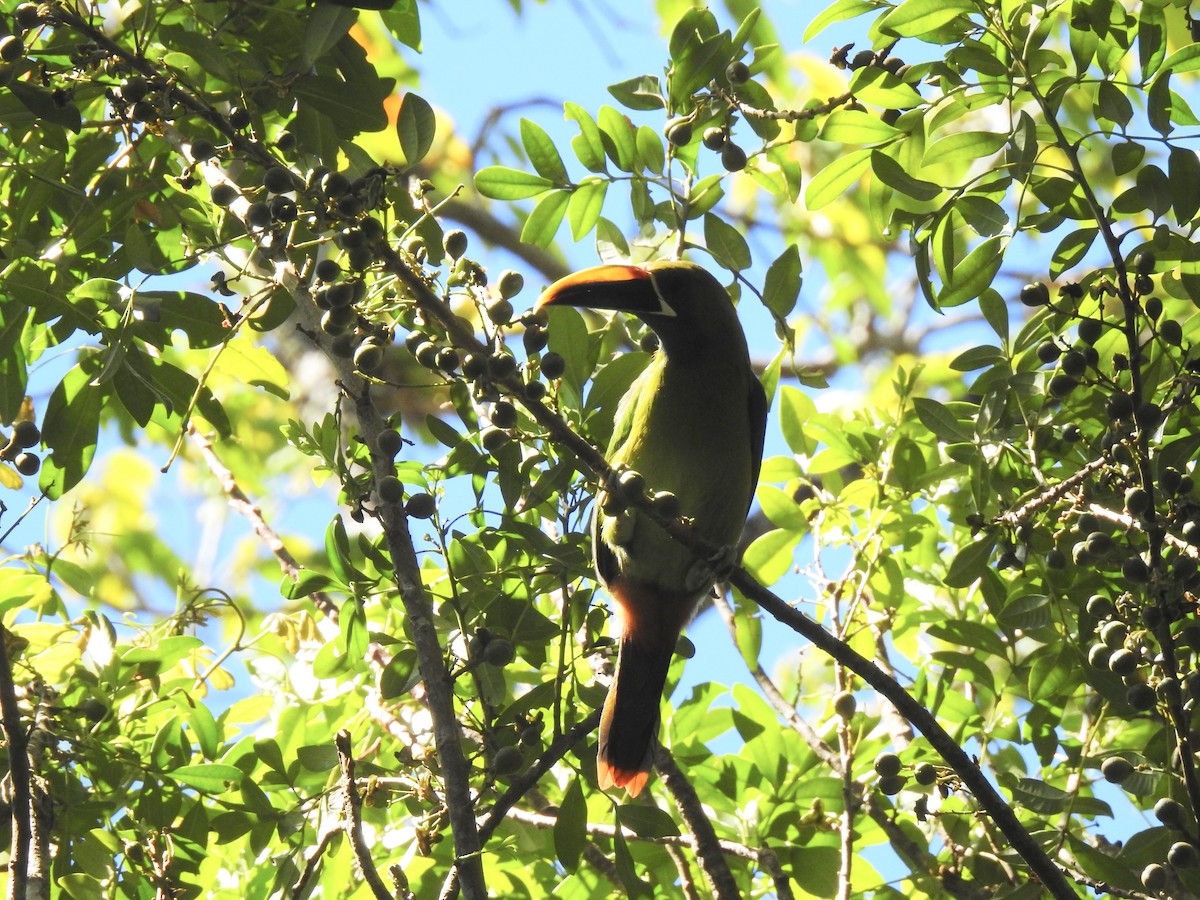 arassari smaragdový - ML631480263