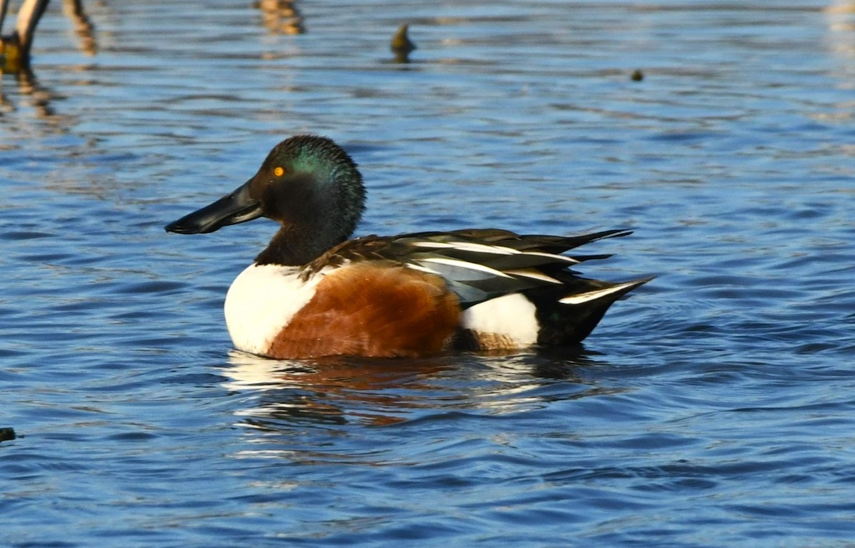 Northern Shoveler - ML631480290