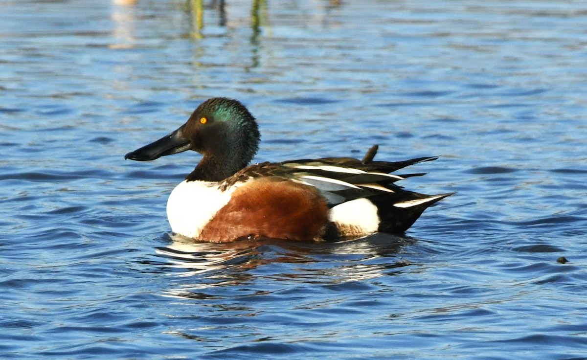 Northern Shoveler - ML631480311