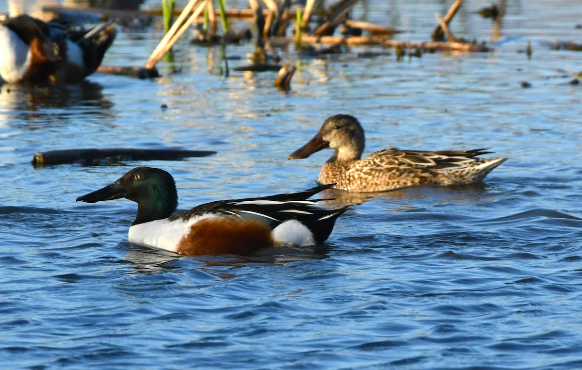 Northern Shoveler - ML631480331