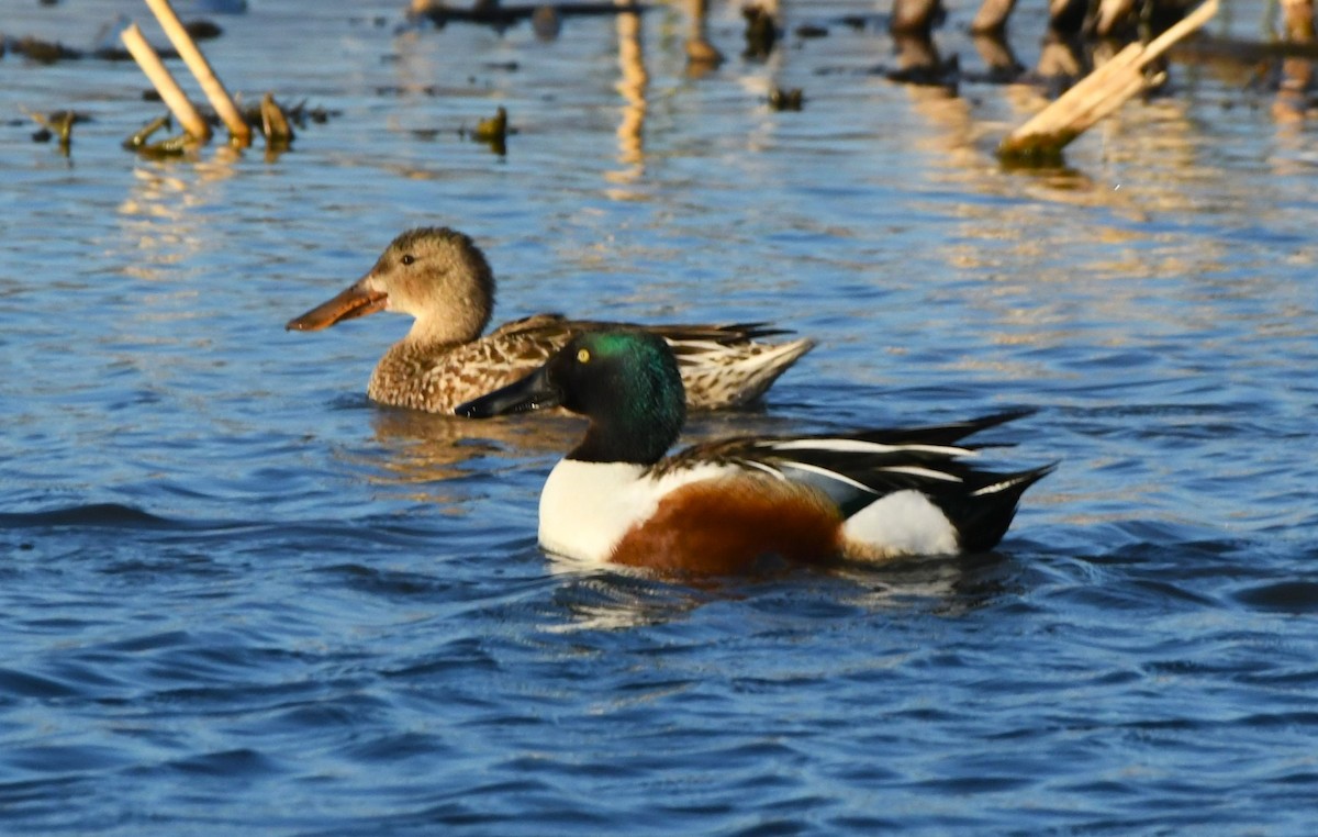 Northern Shoveler - ML631480346