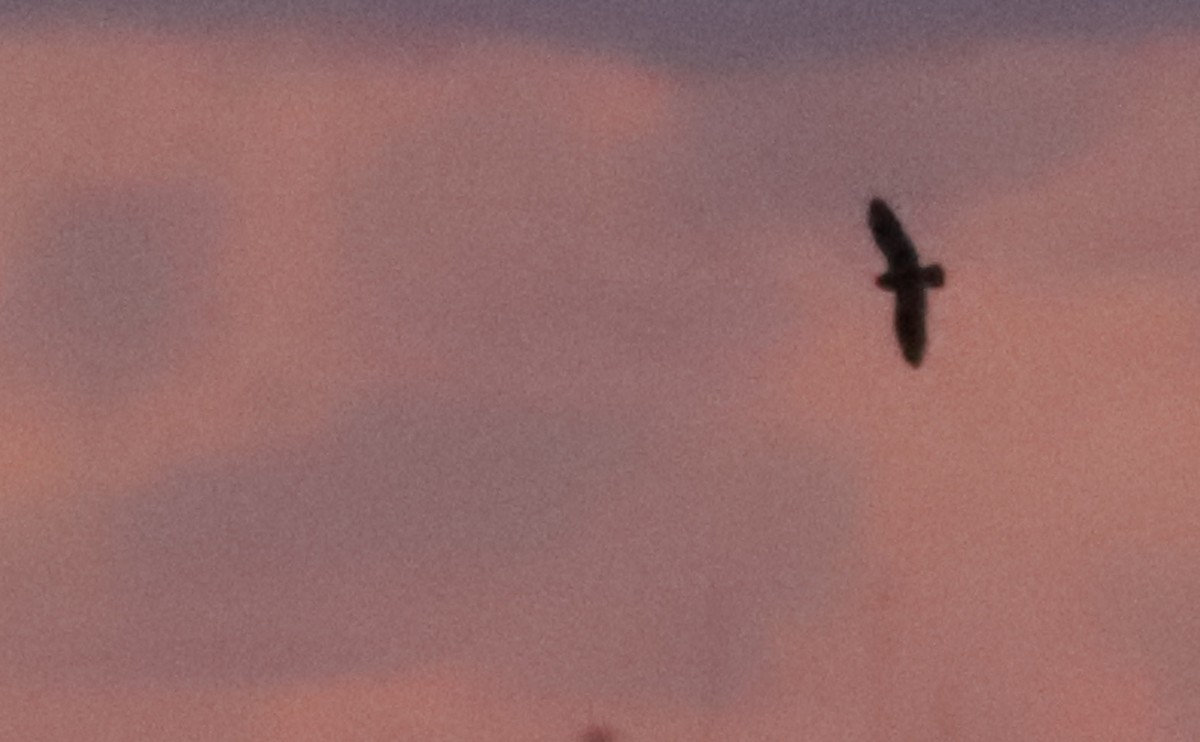 Short-eared Owl (Northern) - ML631480370