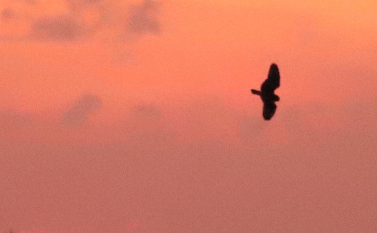 Short-eared Owl (Northern) - ML631480393