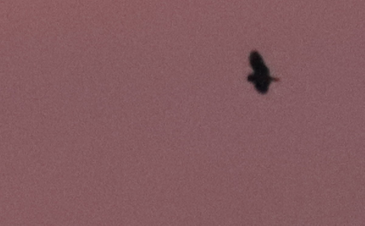 Short-eared Owl (Northern) - ML631480397