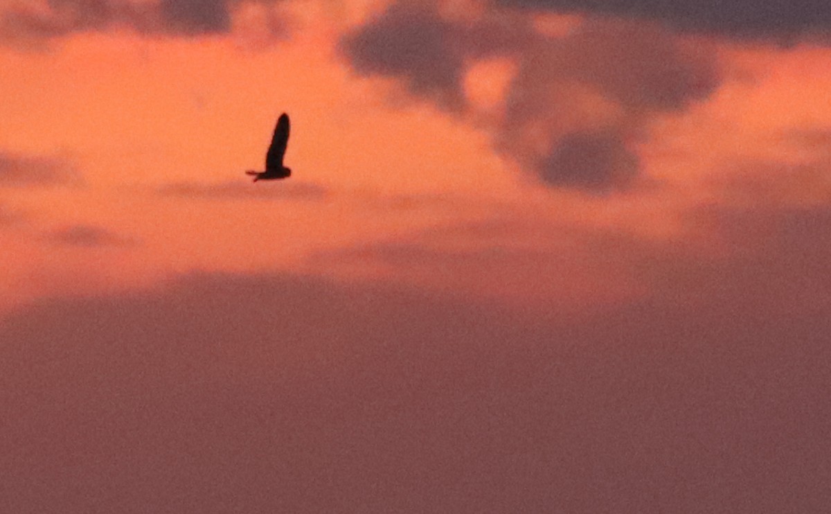Short-eared Owl (Northern) - ML631480400