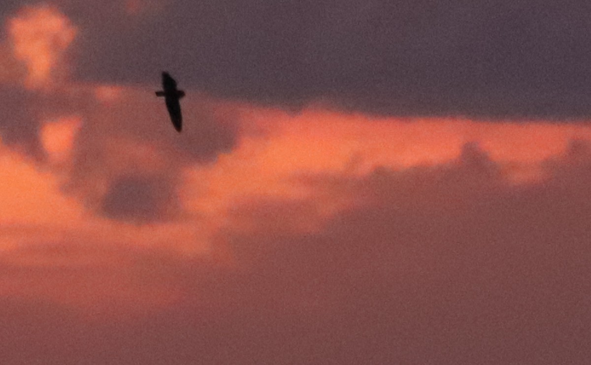 Short-eared Owl (Northern) - ML631480401